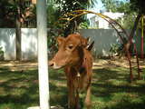 Lakshmi