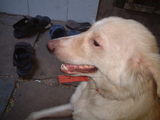 floristdog2