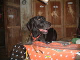 floristdog2