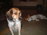 camera1