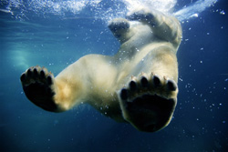 polar bear