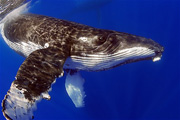 whale
