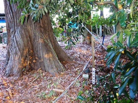 Naritasan10