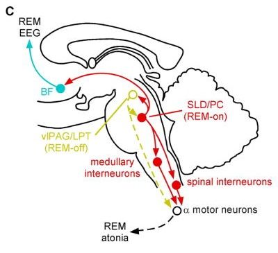 OX-REM-3