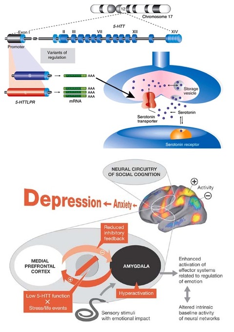 5-HTTLPR and depression