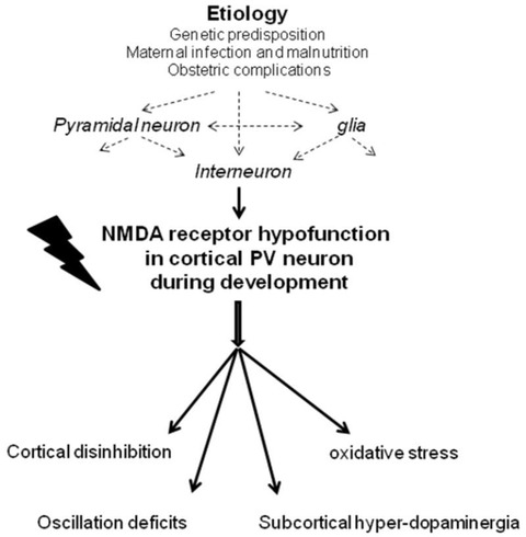 NMDAhypofunction