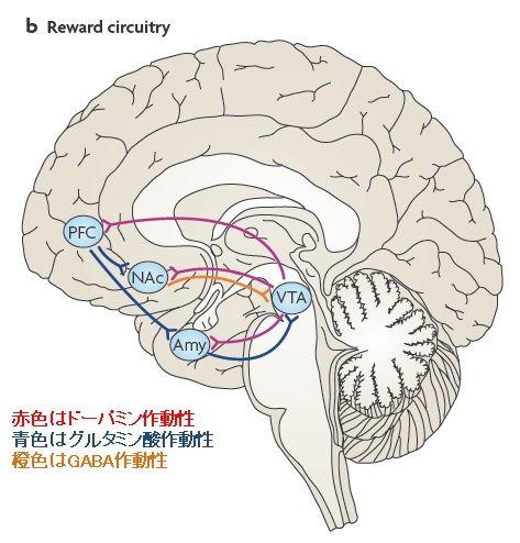 報酬回路