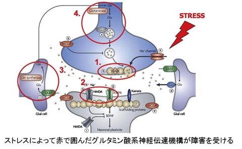 ストレスとグルタミン酸