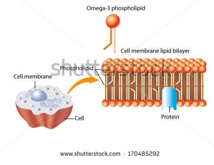 ω3-Lipid