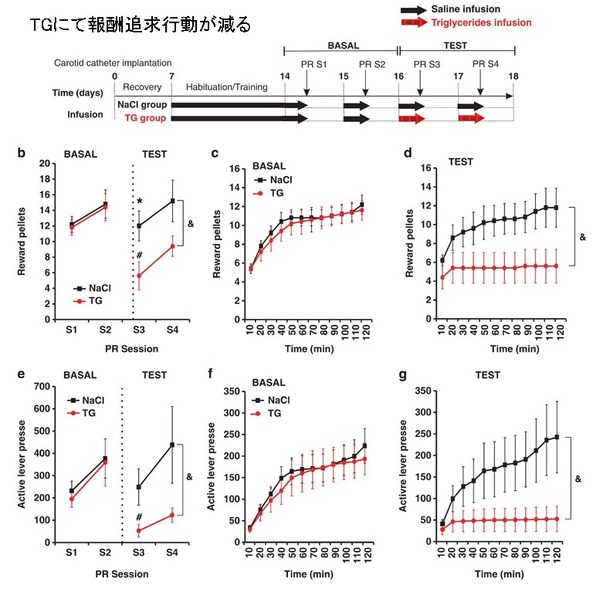 ketogenic diet-21