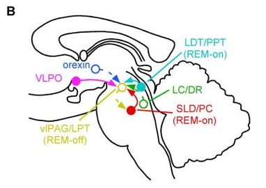 OX-REM-2