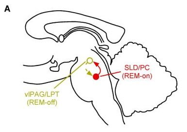 OX-REM-1