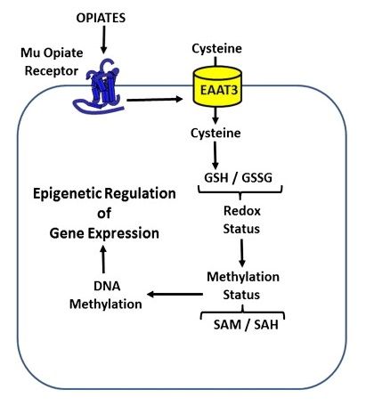 Gluten-14