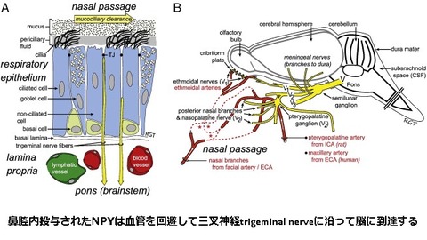 鼻腔内投与