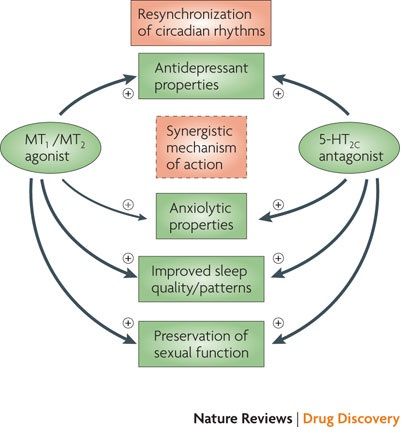 アゴメラチンの作用