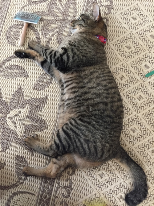 キャプチャ