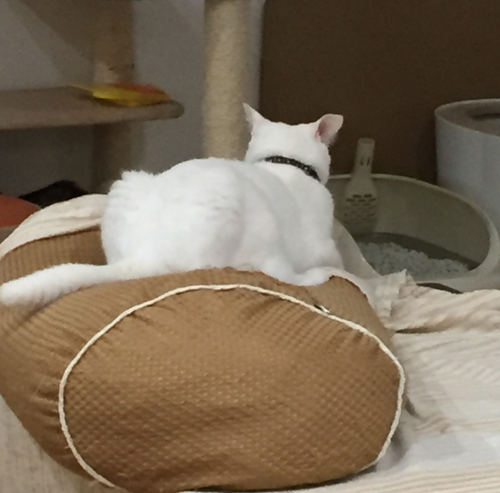 キャプチャ6