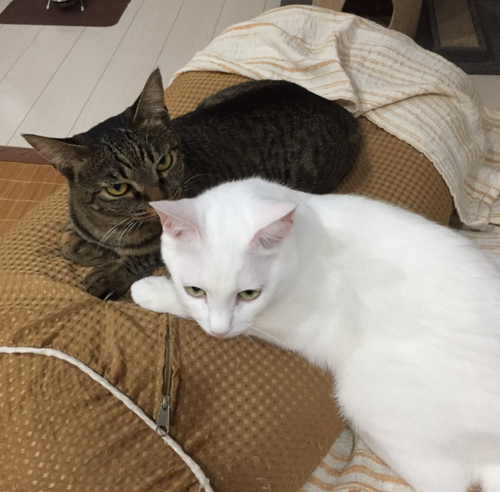 キャプチャ