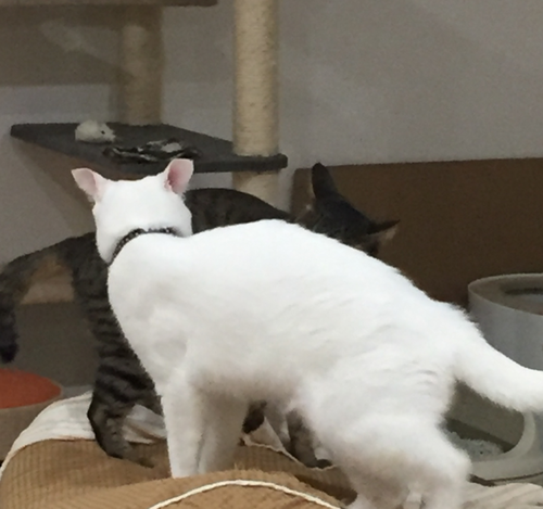 キャプチャ5