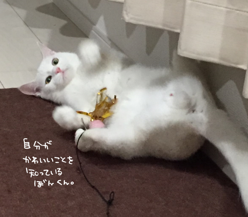 キャプチャ