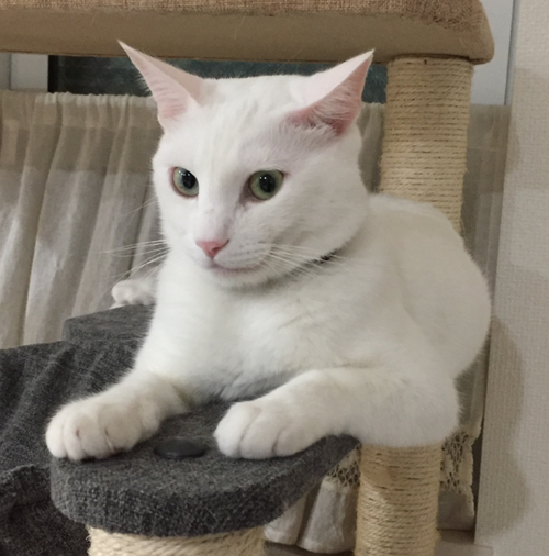 キャプチャ