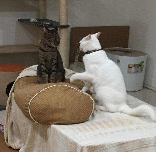 キャプチャ2