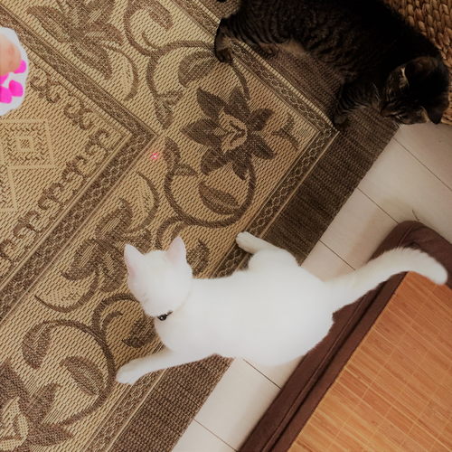 キャプチャ