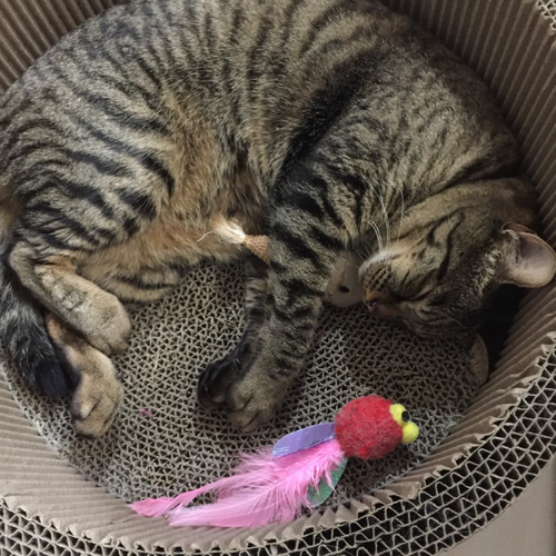 キャプチャ
