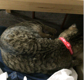 キャプチャ