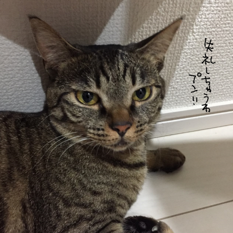 キャプチャ