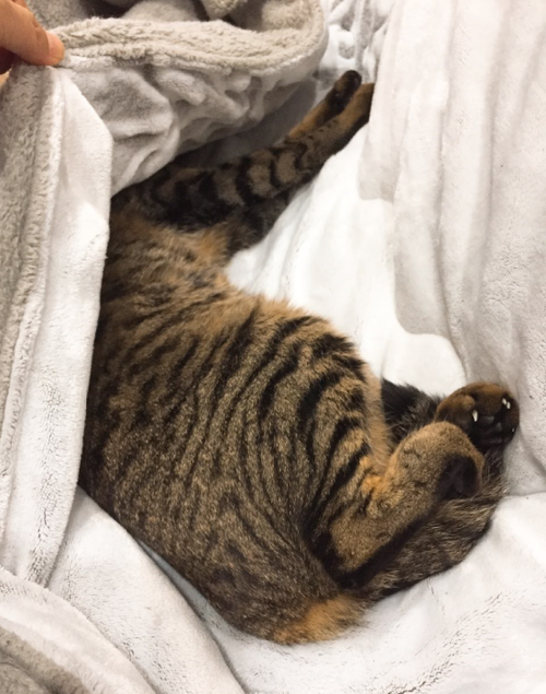 キャプチャ