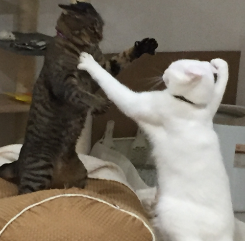 キャプチャ3