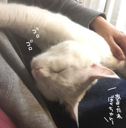 キャプチャ