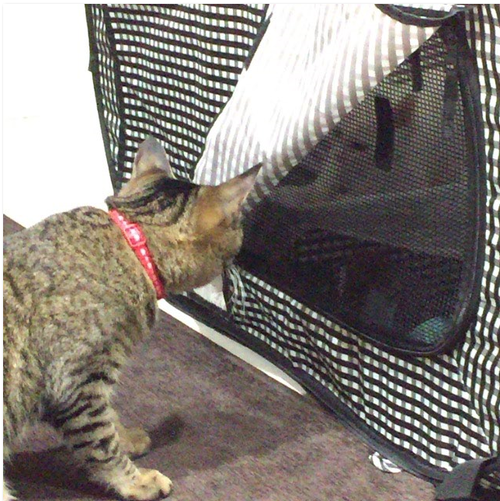 キャプチャ