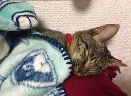 キャプチャ