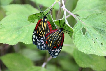 幻の蝶・ブータンシボリアゲハ : ブータン・ダイアリー Bhutan Diary