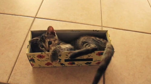 SUPERGATO on Vimeo (3)