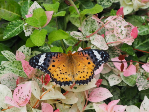 P8140007