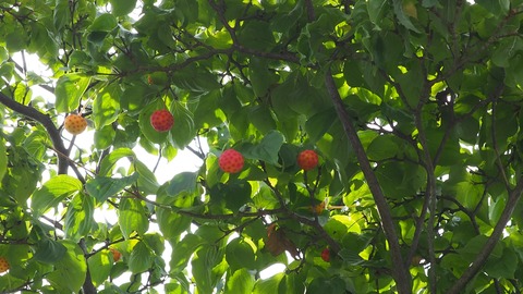 P8250031
