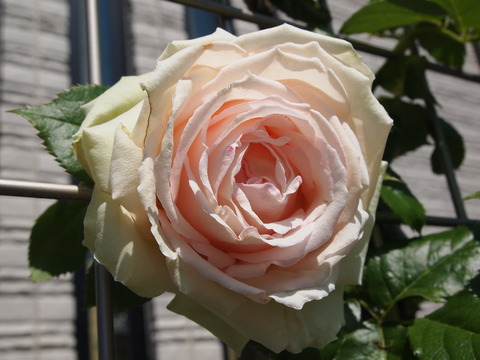 P6039736