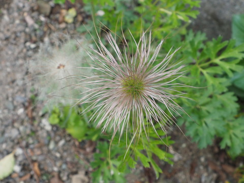 P4290021