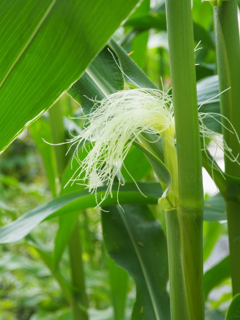 P8060003