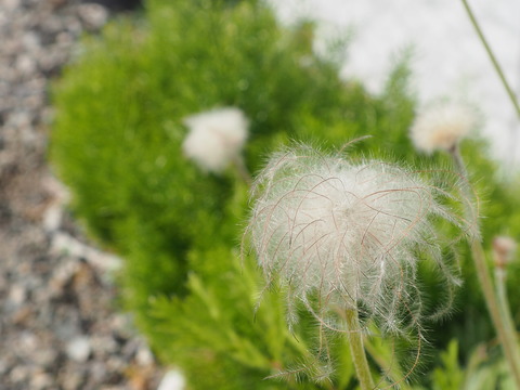 P4290009