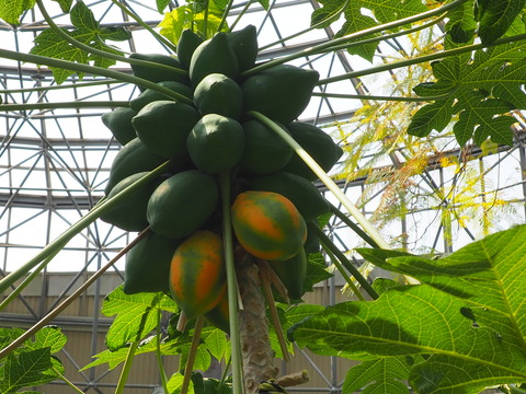 P3300092