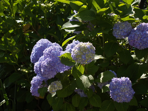 P6045888