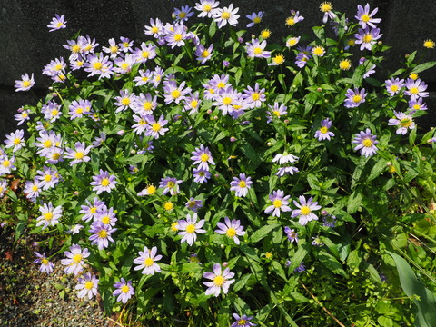 P5040035