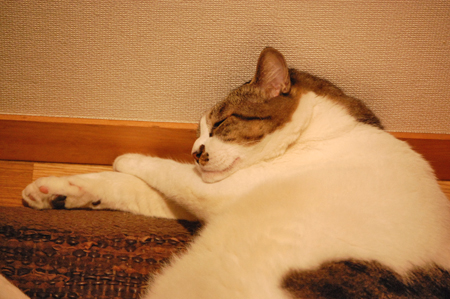 �ҥȤߤ���(*^��^)