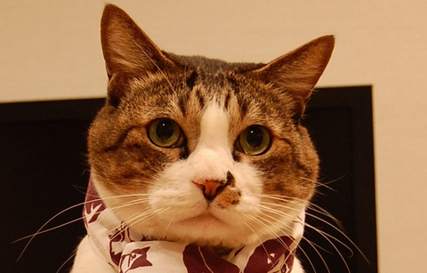 めんまさん、めんまさん