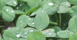 雨に濡れる葉