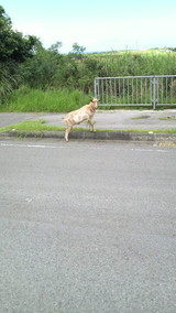 sika